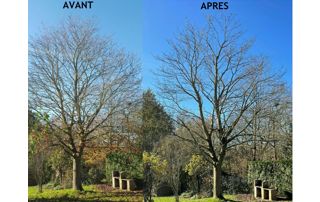 arbre après un élagage