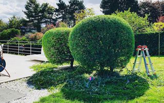 taille d'arbres en boule