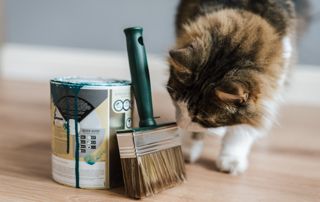 pot de peinture posé avec un pinceau à côté d'un chat