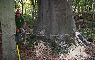 abattage d'arbre par un professionnel