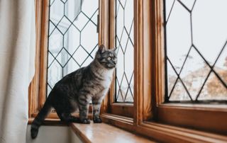 chat à la fenêtre, fenêtre en bois avec grillage