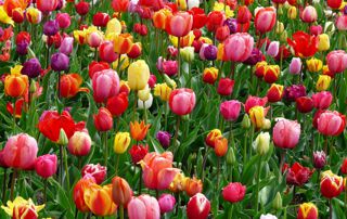 parterre de tulipes multicolores