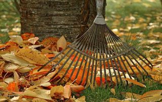 râteau feuilles mortes automne