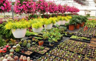 plantes en vente jardinerie Comme une Fleur