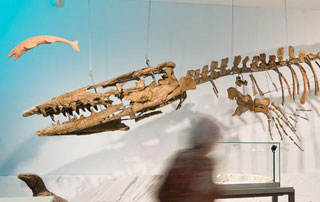 squelette de dinosaure